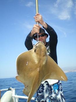 Eagle ray Cavalier & Blue Marlin Sport Fishing Gran Canaria