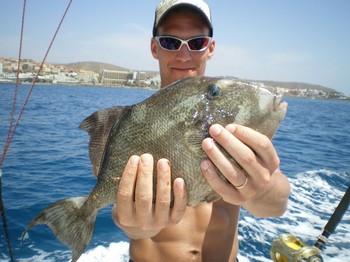 Trigger fish Cavalier & Blue Marlin Sport Fishing Gran Canaria