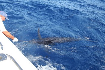 Lasse mich los Cavalier & Blue Marlin Sportfischen Gran Canaria