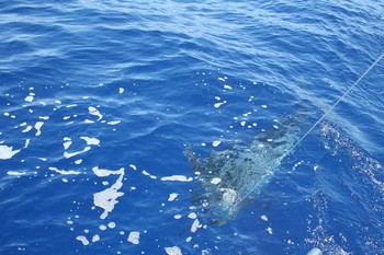 Release Me Cavalier & Blue Marlin Pesca sportiva Gran Canaria