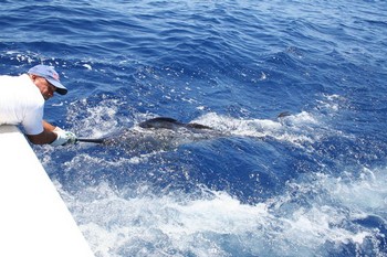 Släpp mig fri Cavalier & Blue Marlin Sport Fishing Gran Canaria