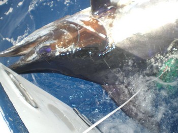Lasse mich los Cavalier & Blue Marlin Sport Fishing Gran Canaria