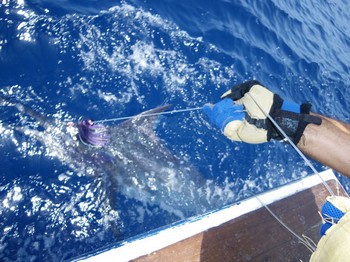 140 kg de aguja azul Cavalier & Blue Marlin Sport Fishing Gran Canaria