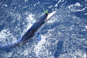 Langschnabel-Speerfisch Cavalier & Blue Marlin Sport Fishing Gran Canaria