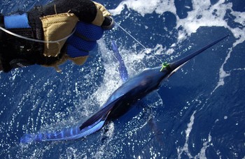Spearfish de pico largo Cavalier & Blue Marlin Sport Fishing Gran Canaria