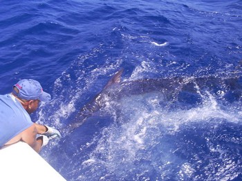 Släpp mig fri Cavalier & Blue Marlin Sport Fishing Gran Canaria