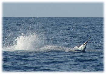 the jump Cavalier & Blue Marlin Sport Fishing Gran Canaria