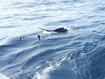 the jump Cavalier & Blue Marlin Sport Fishing Gran Canaria