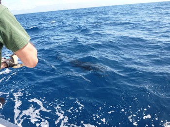 Noch 1 Minute Cavalier & Blue Marlin Sportfischen Gran Canaria