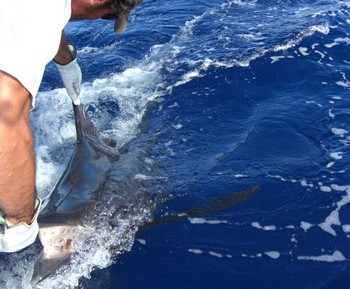 19/05 Blue Marlin Cavalier & Blue Marlin Sport Fishing Gran Canaria