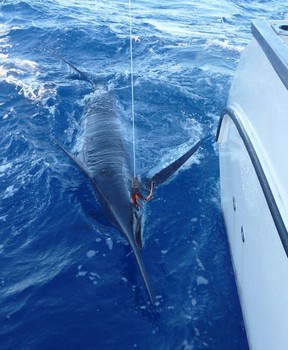01/06 Blue Marlin Cavalier & Blue Marlin Sport Fishing Gran Canaria