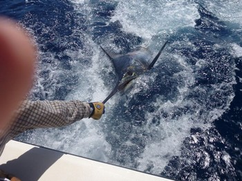 10/06 Blue Marlin Cavalier & Blue Marlin Sport Fishing Gran Canaria
