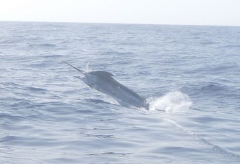 24/06 Blue Marlin Cavalier & Blue Marlin Sport Fishing Gran Canaria