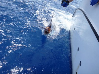 Release Me Cavalier & Blue Marlin Sport Fishing Gran Canaria