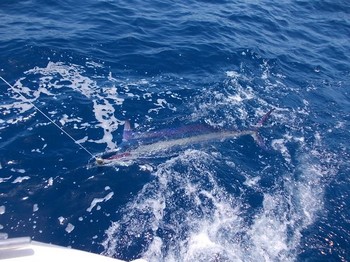 White Marlin Cavalier & Blue Marlin Sport Fishing Gran Canaria