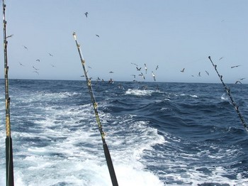 Woooooowwwww Cavalier & Blue Marlin Sport Fishing Gran Canaria