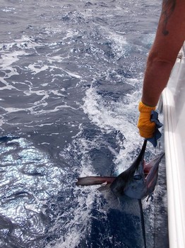 Release Me Cavalier & Blue Marlin Sport Fishing Gran Canaria