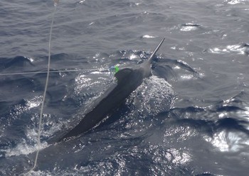 19/08 Blue Marlin 550 lbs Cavalier & Blue Marlin Sport Fishing Gran Canaria