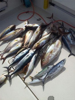 Super Cavalier & Blue Marlin Sport Fishing Gran Canaria