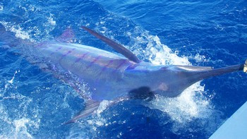 Tag & Release Cavalier & Blue Marlin Pesca sportiva Gran Canaria