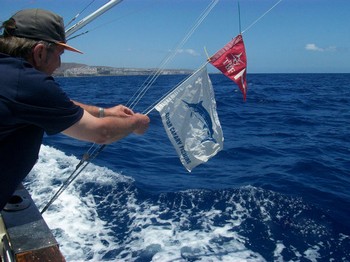 Tagged & Released Cavalier & Blue Marlin Pesca sportiva Gran Canaria