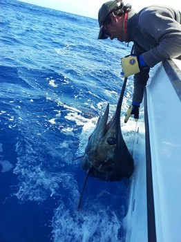 Marlin azul Pesca Deportiva Cavalier & Blue Marlin Gran Canaria