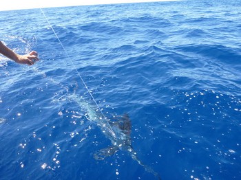 White Marlin Cavalier & Blue Marlin Sport Fishing Gran Canaria