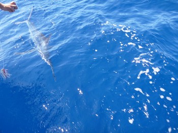 Marlin blanco Pesca Deportiva Cavalier & Blue Marlin Gran Canaria