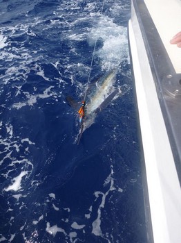 Släpp mig fri !!! Cavalier & Blue Marlin Sport Fishing Gran Canaria