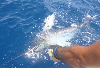 Blue Marllin Cavalier & Blue Marlin Sport Fishing Gran Canaria