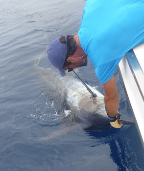 380 kg Blue Marlin released by Frank Mendrzyk from Germany Cavalier & Blue Marlin Sport Fishing Gran Canaria