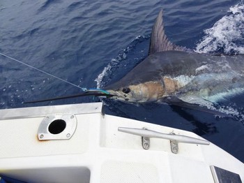 380 kg Blue Marlin - This beauty was released by Frank Mendrzyk Cavalier & Blue Marlin Sport Fishing Gran Canaria
