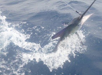 White Marlin tagged and released by Matt Jones from England Cavalier & Blue Marlin Sport Fishing Gran Canaria
