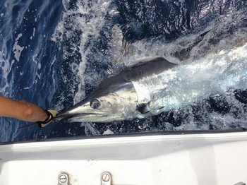 Blue Marlin 160 kg - 160 kg Blue Marlin released by Michael Larsson from Sweden Cavalier & Blue Marlin Sport Fishing Gran Canaria