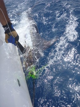 220 kg Blue Marlin tagged and released on the boat Cavalier Cavalier & Blue Marlin Sport Fishing Gran Canaria