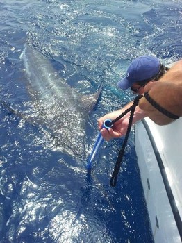 240 kg Blue Marlin released on the boat Cavalier Cavalier & Blue Marlin Sport Fishing Gran Canaria