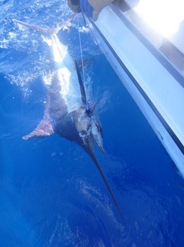 Relese Me - 300 lbs Blue Marlin released by Coen Coense on the boat Cavalier Cavalier & Blue Marlin Sport Fishing Gran Canaria