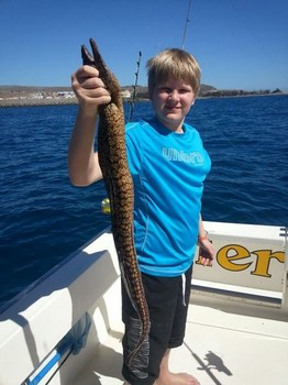Tiger Moray - Tijger Moray atrapado en el barco Cavalier Cavalier & Blue Marlin Sport Fishing Gran Canaria