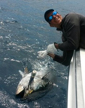 400 lbs Bluefin Tuna caught and released on the boat Cavalier Cavalier & Blue Marlin Sport Fishing Gran Canaria