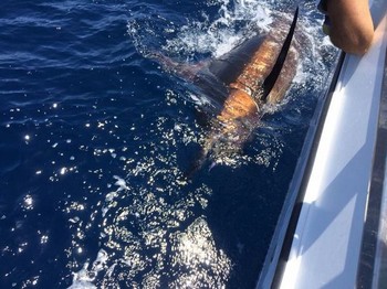 Blue Marlin - 240 kg Blue Marlin taggade och släpptes på Cavalier Cavalier & Blue Marlin Sport Fishing Gran Canaria