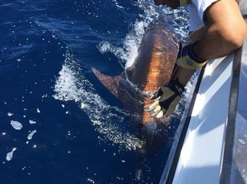 Stor fångst - Bra gjort! Cavalier & Blue Marlin Sport Fishing Gran Canaria