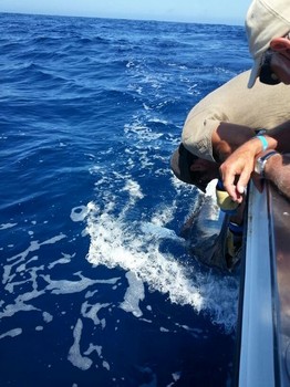Blue Marlin released by Paul Dompeling on the boat Cavalier Cavalier & Blue Marlin Sport Fishing Gran Canaria