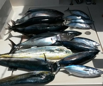 Well done !! - Nice catch of Albacores, Dorado's and Skipjacks on the boat Cavalier Cavalier & Blue Marlin Sport Fishing Gran Canaria