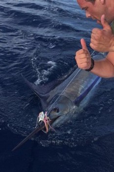 190 kg Blue Marlin - Stor fångst för Niels van den Bergh på Cavalier Cavalier & Blue Marlin Sport Fishing Gran Canaria