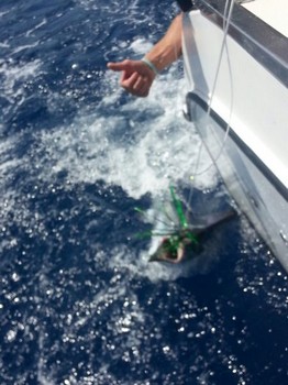 White Marlin släpptes av båten Cavalier Cavalier & Blue Marlin Sport Fishing Gran Canaria
