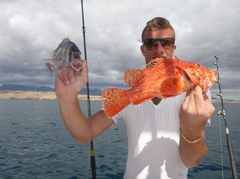 Feuerfisch auf dem Boot Cavalier gefangen Cavalier & Blue Marlin Sportfischen Gran Canaria