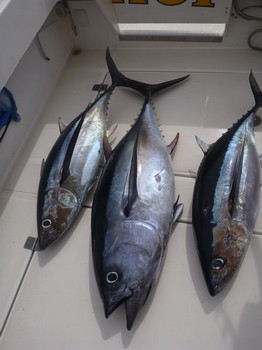 Gut gemacht Cavalier & Blue Marlin Sportfischen Gran Canaria