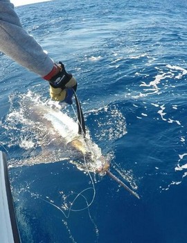 230 kg Blue Marlin released by Adam Svoboda from Scotland Cavalier & Blue Marlin Sport Fishing Gran Canaria