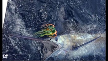 280 kg Blue Marlin released by Jos van Loo from Holland Cavalier & Blue Marlin Sport Fishing Gran Canaria