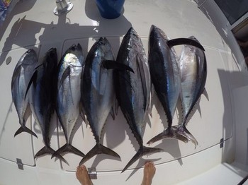 Thunfisch Explosion Cavalier & Blue Marlin Sportfischen Gran Canaria